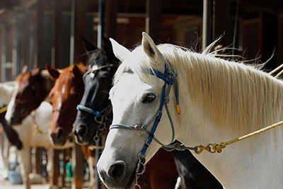 フォトギャラリーイメージ｜グランドメルキュール八ヶ岳リゾート＆スパ