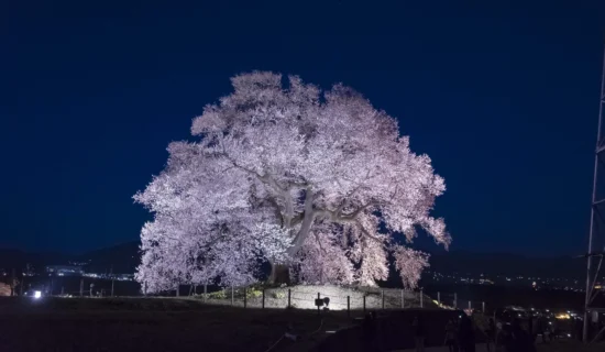 わに塚のサクラ