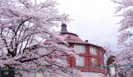 清春芸術村の桜