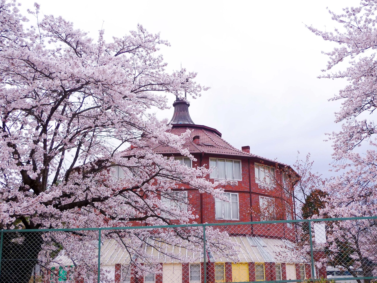 清春芸術村の桜