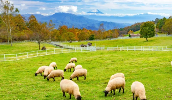山梨県立 まきば公園