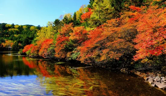 苔と原生林　白駒の池