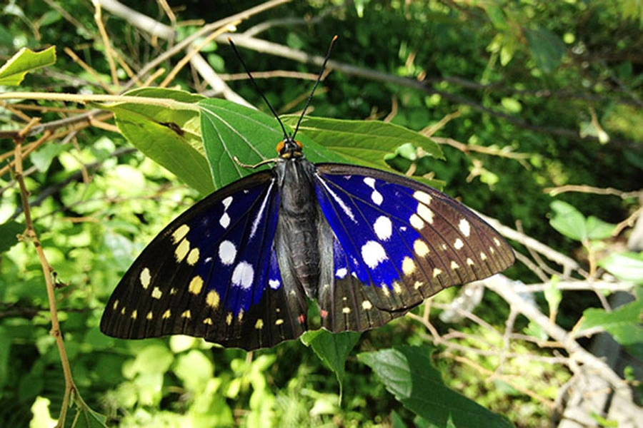 北杜市オオムラサキセンター｜グランドメルキュール八ヶ岳リゾート＆スパ【公式】