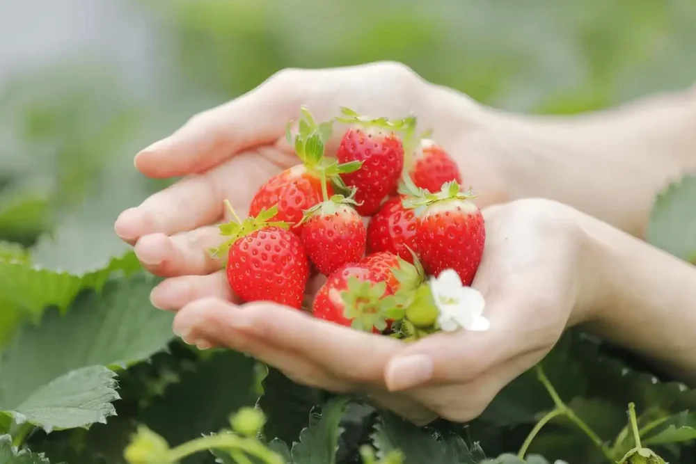 【春のオススメ】旬のいちご＆ローカルメニュー