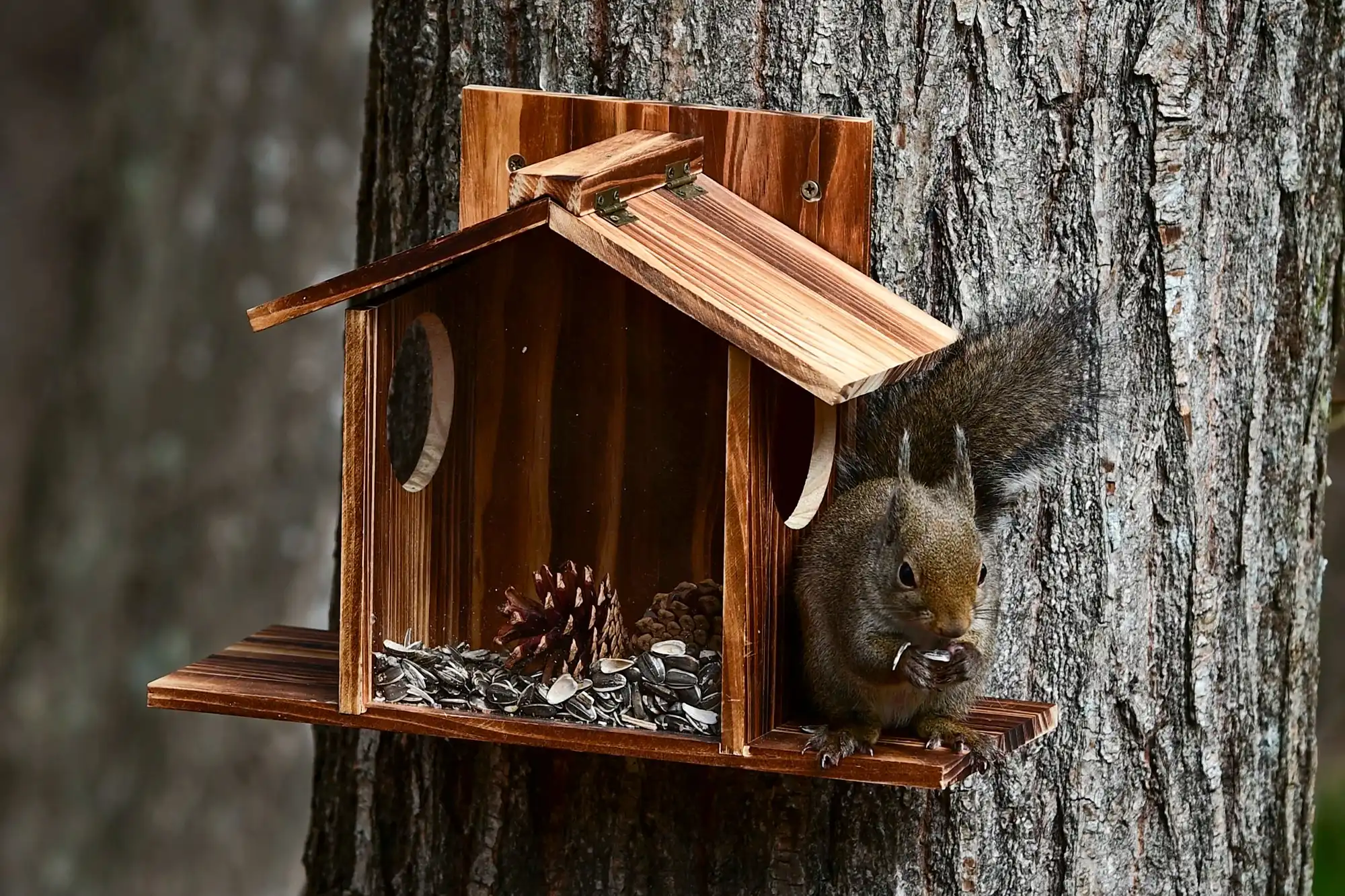 Squirrel