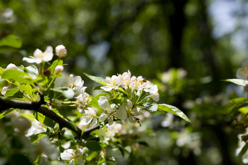 森の散策路｜グランドメルキュール八ヶ岳リゾート＆スパ