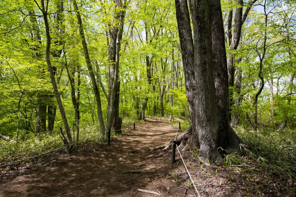 森の散策路｜グランドメルキュール八ヶ岳リゾート＆スパ