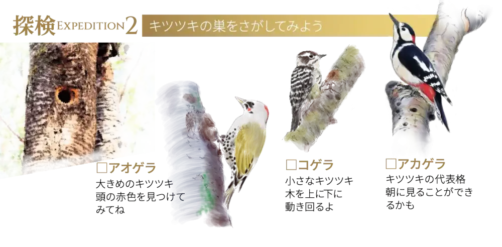 森の散策路｜グランドメルキュール八ヶ岳リゾート＆スパ