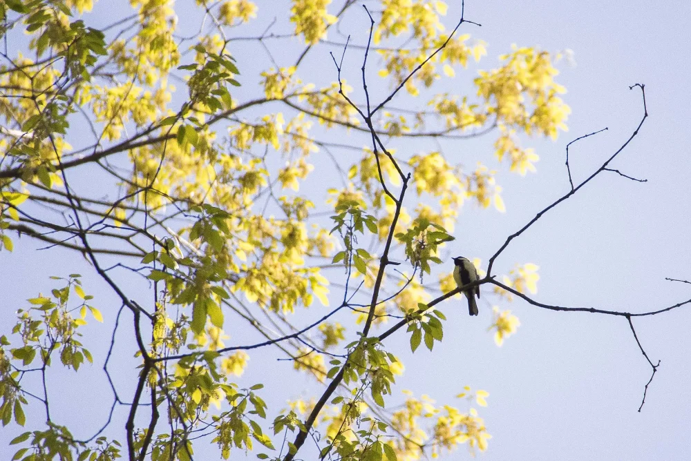 森の散策路｜グランドメルキュール八ヶ岳リゾート＆スパ